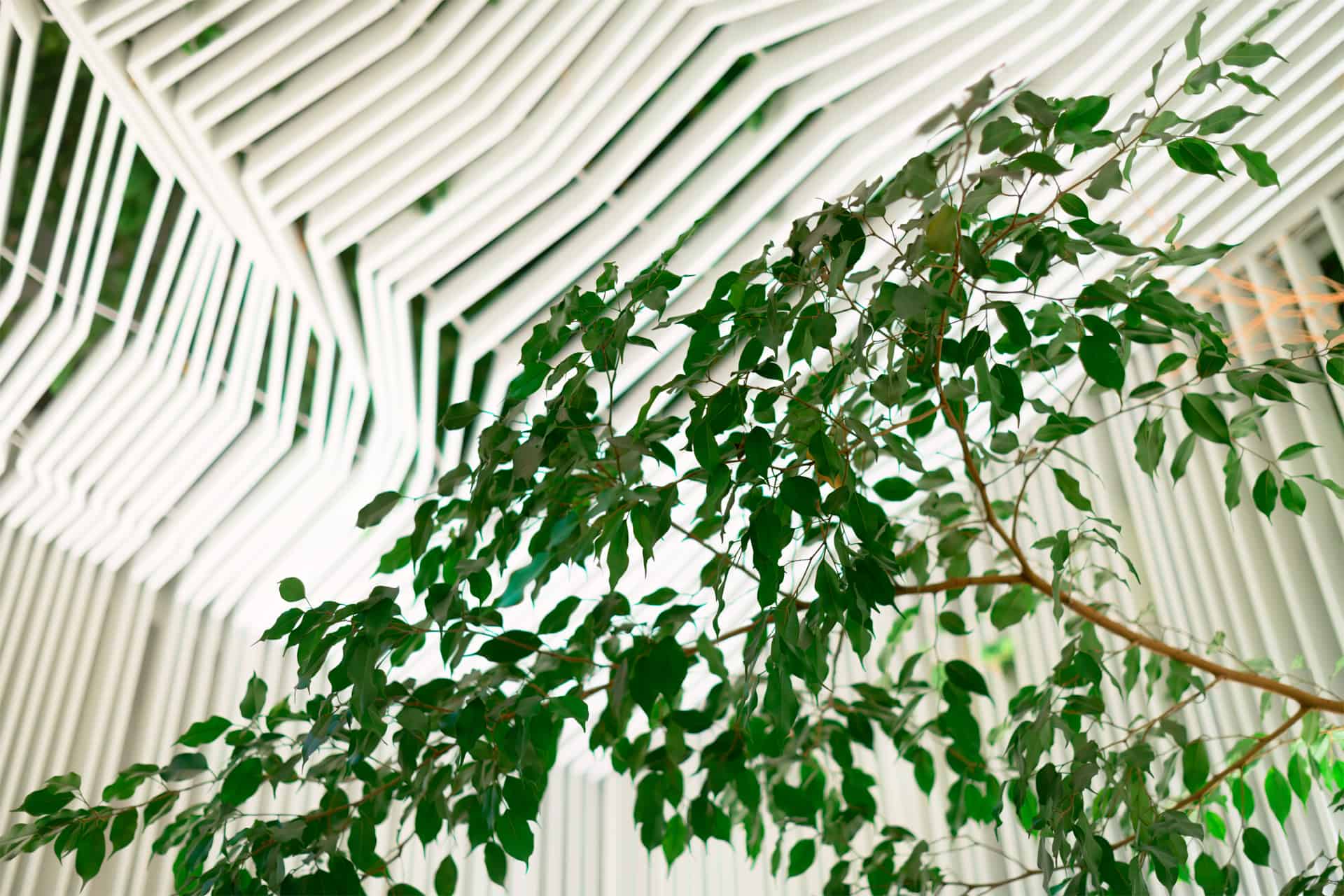 cycladic cafe ceiling and greenery